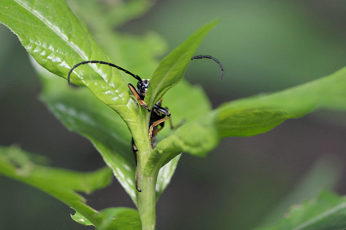 rode smalbok (leptura rubra)