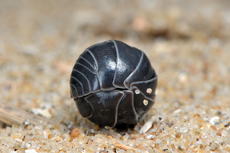 rolpissebed (Armadillidium vulgare) 5-2012 8301