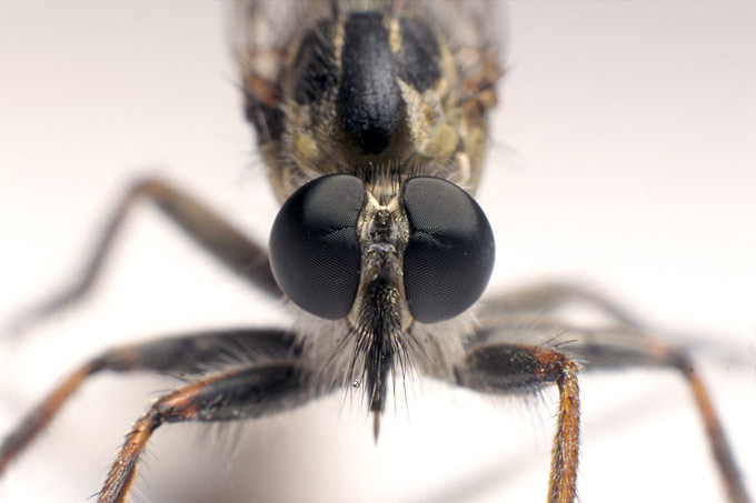 roofvlieg (eutolmus rufibarbis)