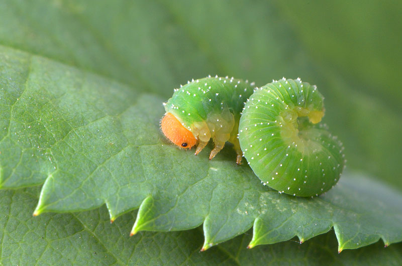 rozenbladwesp (caliroa aethiops) 8-2013 1765