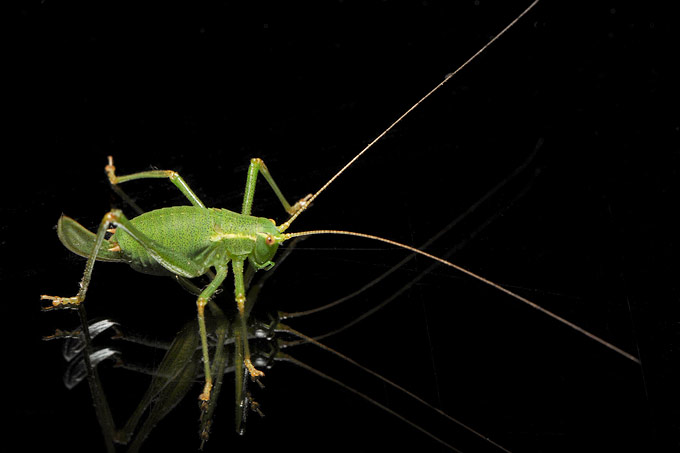 sabelsprinkhaan (tettigoniidae sp)