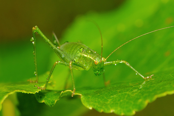 sabelsprinkhaan (tettigoniidae sp)