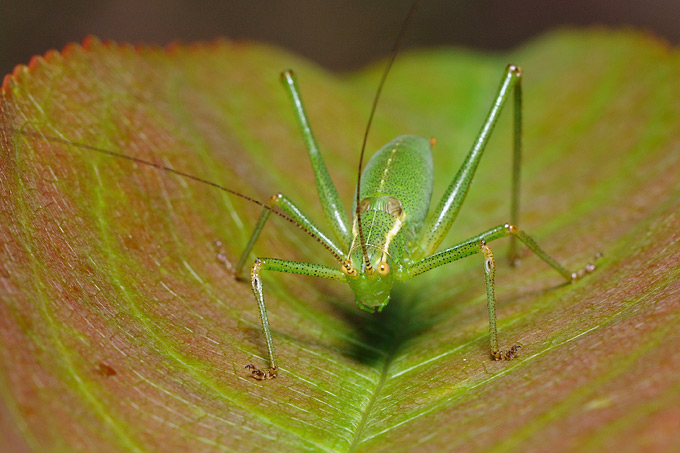 sabelsprinkhaan (tettigoniidae sp)
