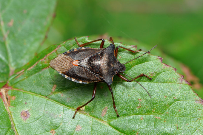 schildwants (pentatoma rufipes)