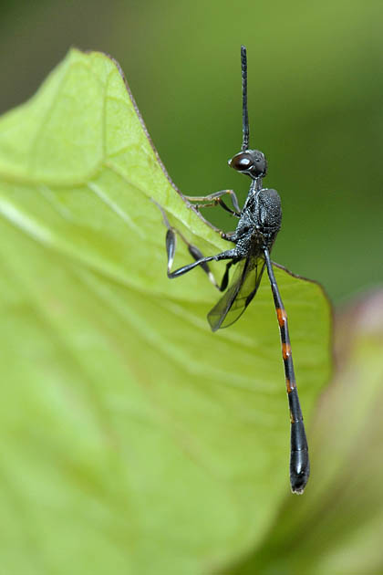 sluipwesp (gasteruption assectator) 06-2011 8742