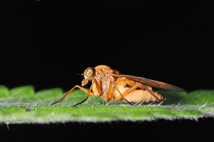 snavelvlieg (Rhagionidae sp) 7-2012 8853