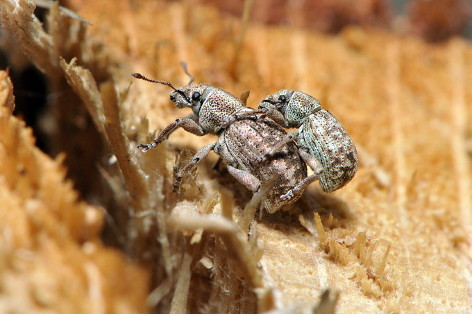 snuitkever (strophosoma rufipes)