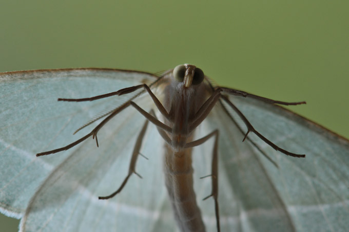 spanner (hemistola chrysoprasaria)