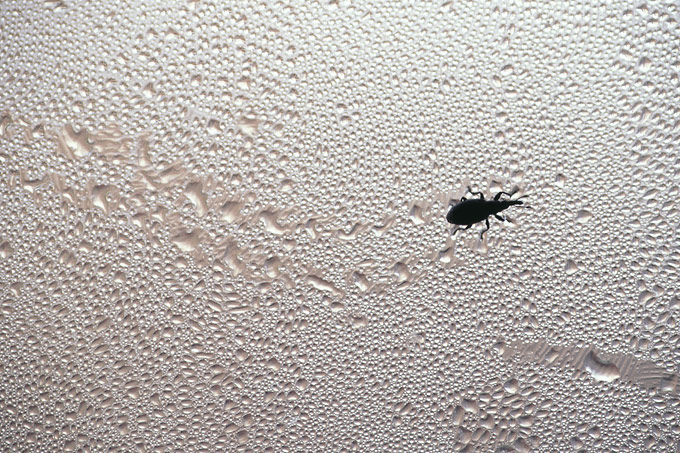 spitssnuittor (apion sp)