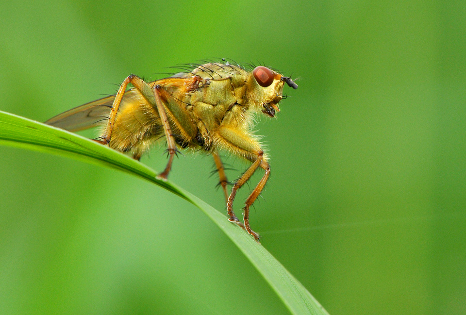 strontvlieg (scathophaga stercoraria) 5-2008 0143