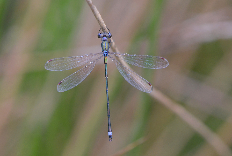 tengere pantserjuffer (lestes virens) 10-2014 0985
