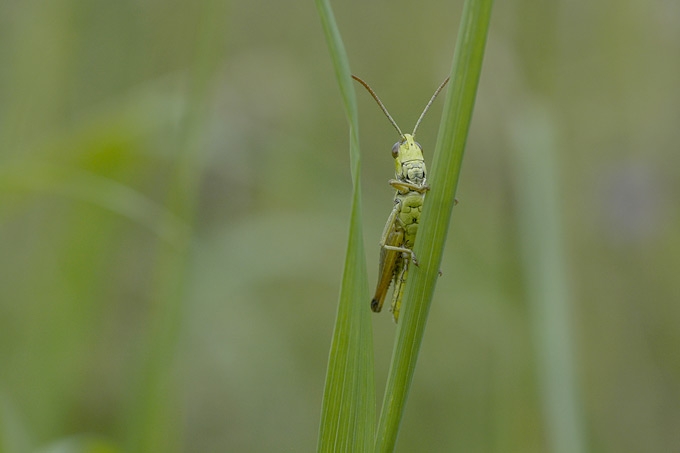 vldsprinkhaan (acrididae sp)