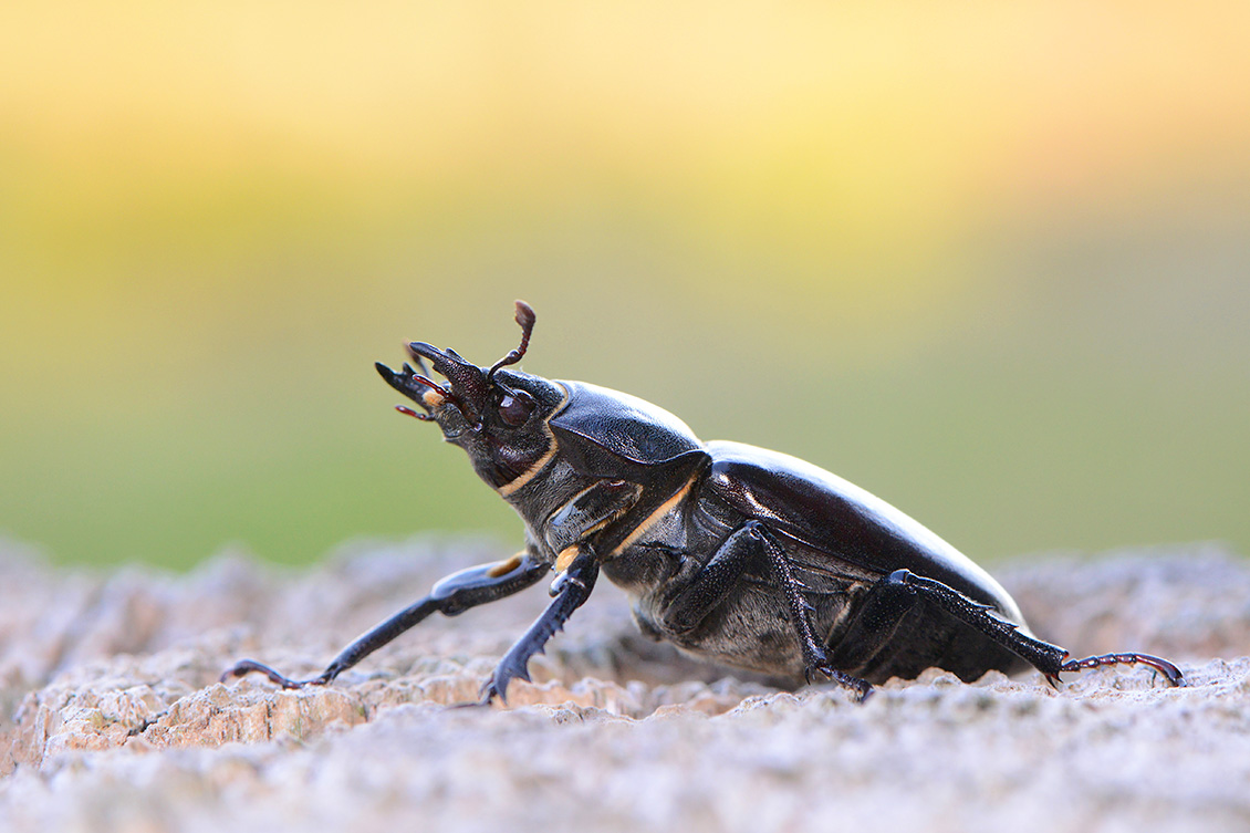 vliegend hert (Lucanus cervus) 6-2018 4773