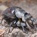 vliegend hert (Lucanus cervus) 6-2018 5045