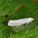 vogelkersstippelmot (Yponomeuta evonymella) 6-2012 9264