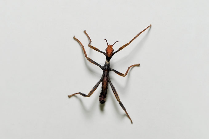 wandelende tak (extatosoma tiaratum)