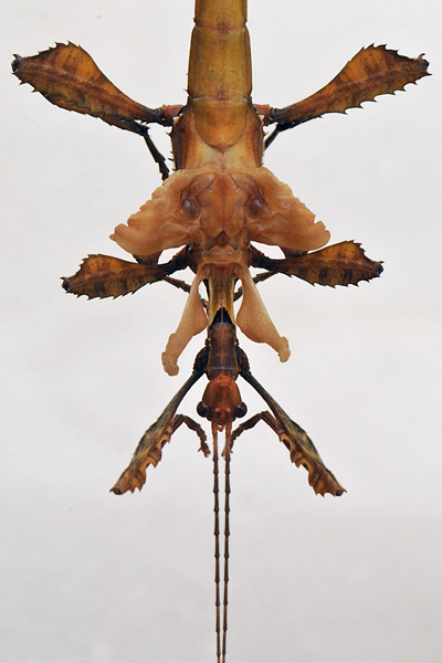 wandelende tak (extatosoma tiaratum)