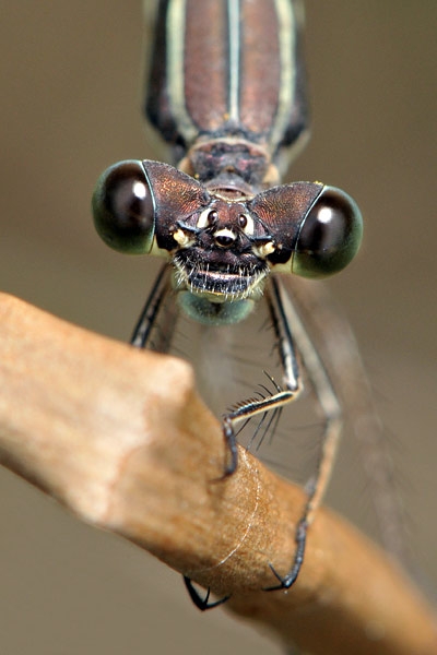 waterjuffer (zygoptera sp)