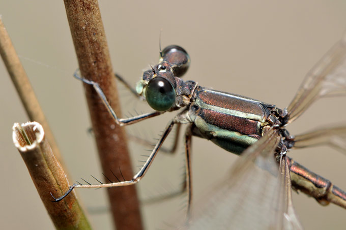 waterjuffer (zygoptera sp)