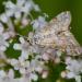 waterleliemot (nymphula of elophila  nymphaeata) 6-2012 8830