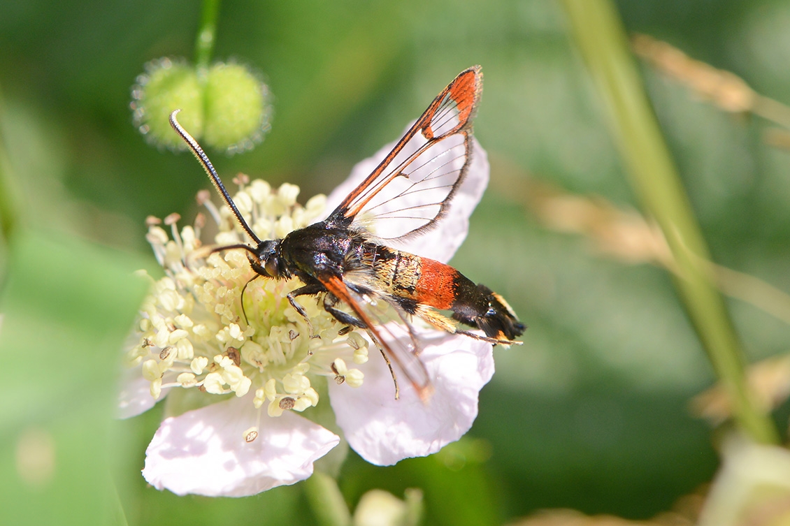 wilgenwespvlinder (Synanthedon formicaeformis) 6-2018 4521 4525