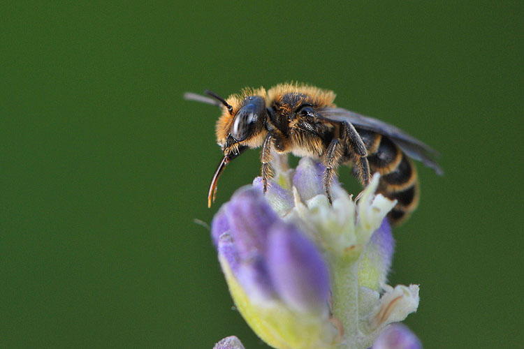 zandbij (adrena sp) 5-2012 8707