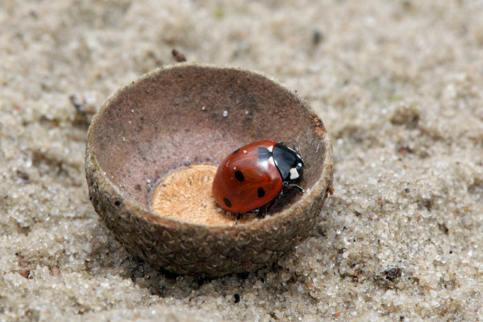 zevenstippelig lieveheersbeestje (coccinella septempunctata)