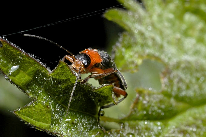 zwart soldaatje (cantharis rustica)