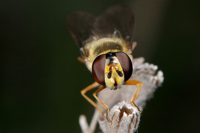 zweefvlieg (episyrphus balteatus) 4-2012 6737