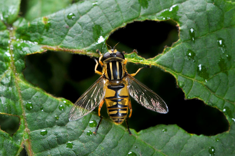 zweefvlieg (helophilus pendulus) 7-2012 9506