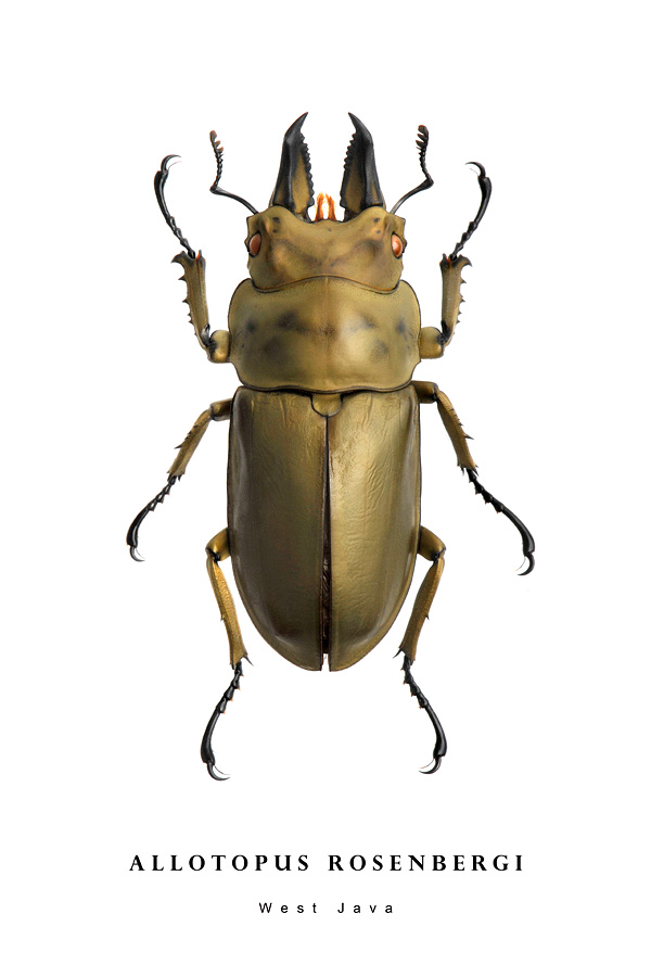 allotopus rosenbergi