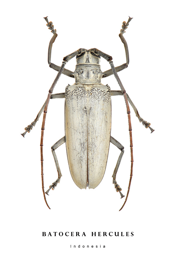 batocera hercules