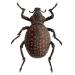 bracherus ornatus