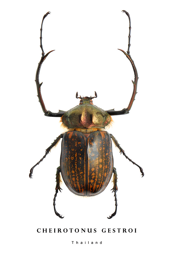 cheirotonus gestroi