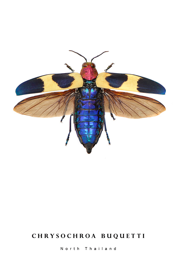 chrysochroa buquetti