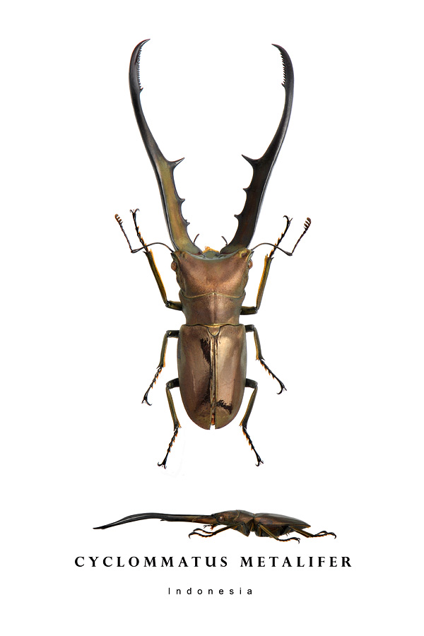 cyclommatus metalifer