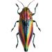cypogastra javanica