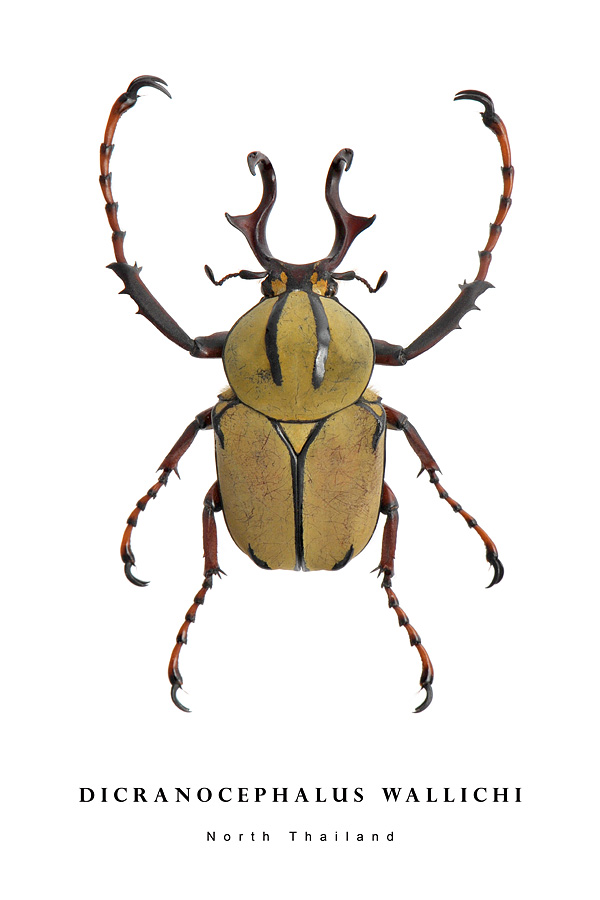 dicranocephalus wallichi