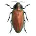 euchroma gigantea