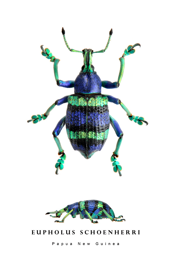 eupholus schoenherri