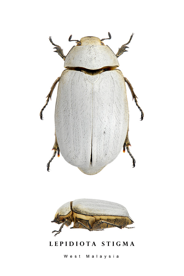 lepidiota stigma