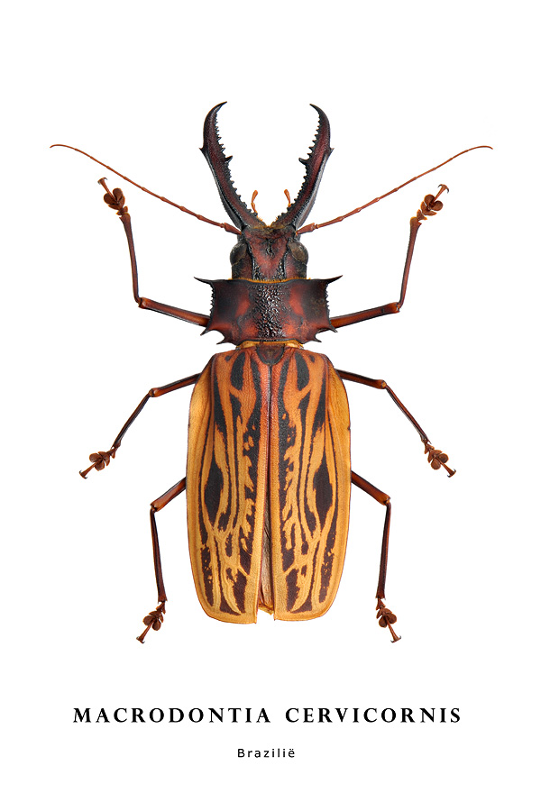 macrodontia cervicornis