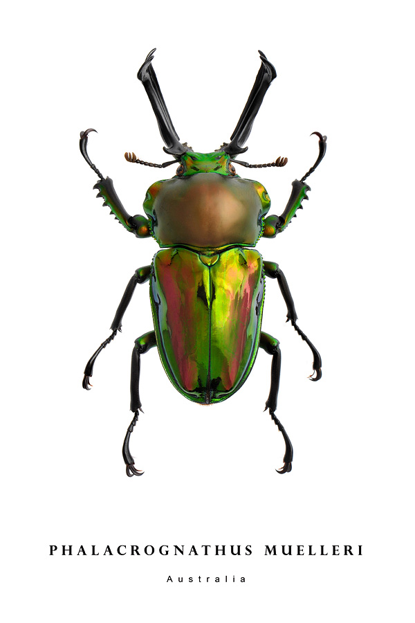 phalacrognathus muelleri