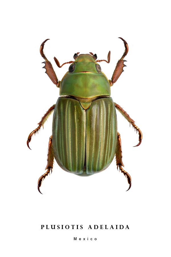 plusiotis adelaida