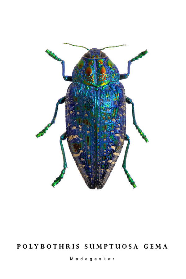 polybothris sumptuosa gema