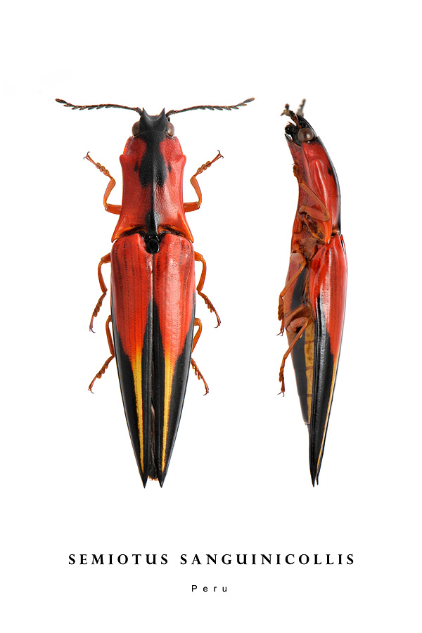 semiotus sanguinicolis