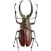 spaenognathus feisthameli
