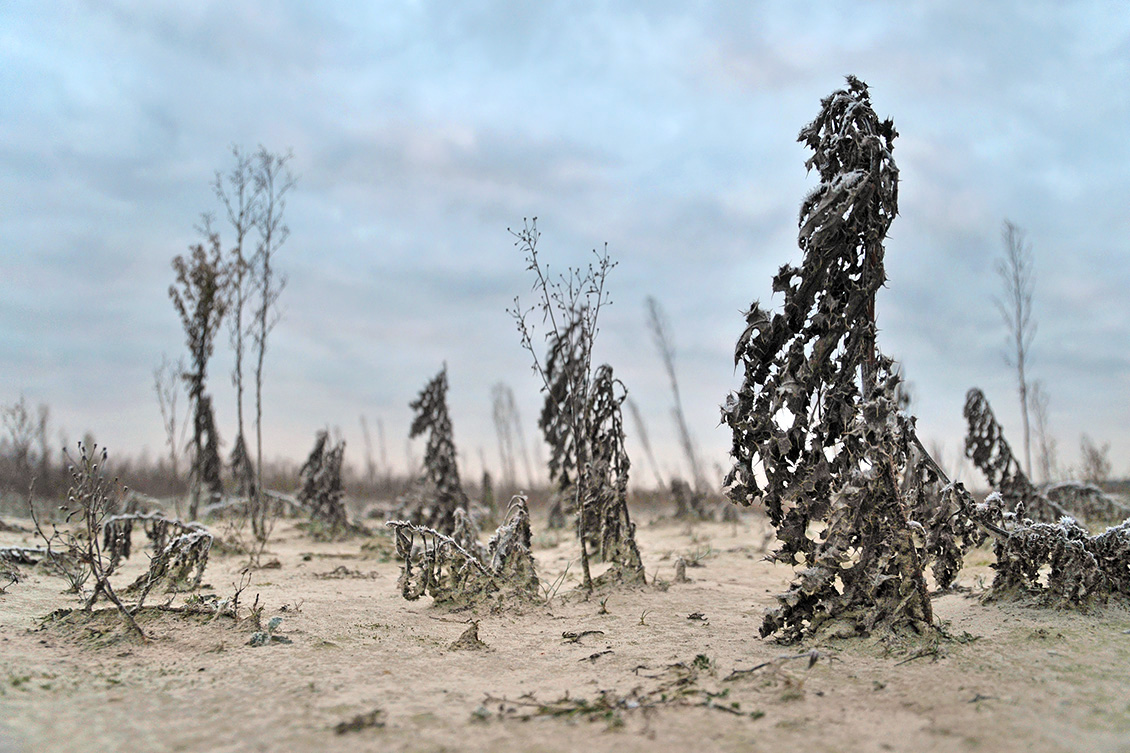 de moer 12-2009 8391