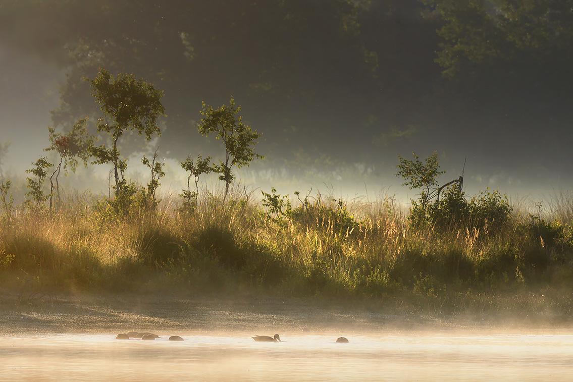 leikeven 7-2020 2017