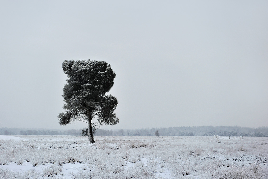 ooievaarsnest 8-12-2010 3070